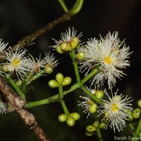 Syzygium nervosum A.Cunn. ex DC.